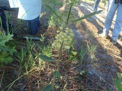 Asclepias tomentosa