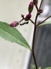 Camponotus sexguttatus