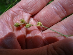 Carex echinodes