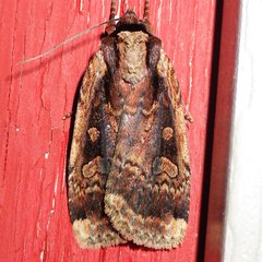 Eueretagrotis sigmoides