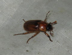 Cyclocephala borealis