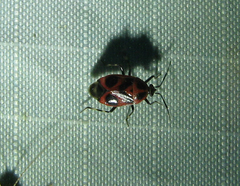 Deraeocoris histrio