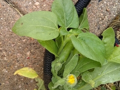 Calendula officinalis