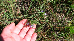 Astragalus nuttallianus