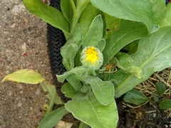 Calendula officinalis