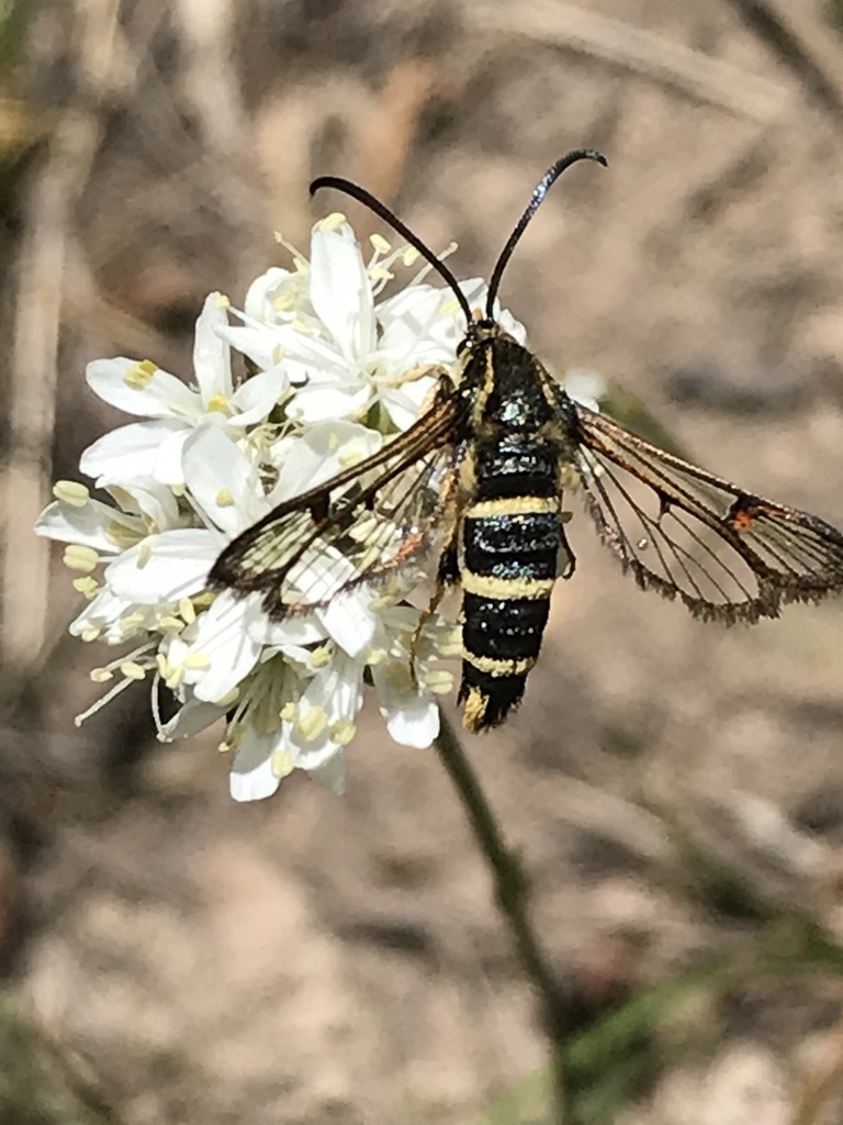 Carmenta giliae
