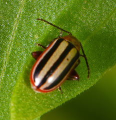 Disonycha leptolineata