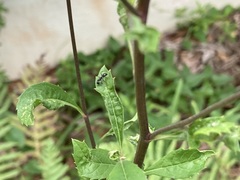 Camponotus sexguttatus