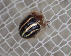 Agroiconota propinqua