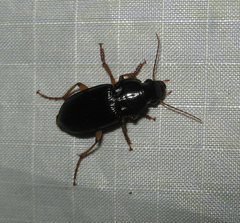 Harpalus pensylvanicus