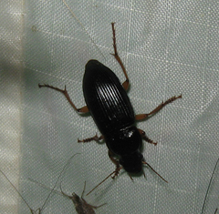 Harpalus pensylvanicus