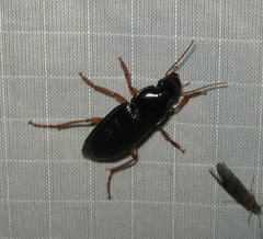Harpalus pensylvanicus