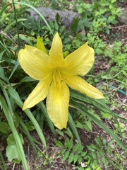 Hemerocallis lilioasphodelus