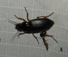 Harpalus pensylvanicus