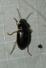 Harpalus pensylvanicus