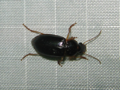Harpalus pensylvanicus