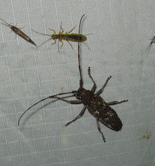 Monochamus marmorator