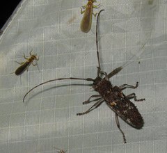 Monochamus marmorator