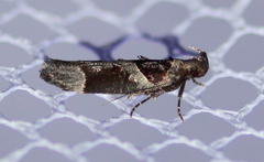 Pseudochelaria scabrella