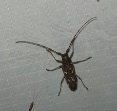 Monochamus marmorator