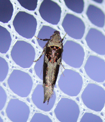 Pseudochelaria scabrella