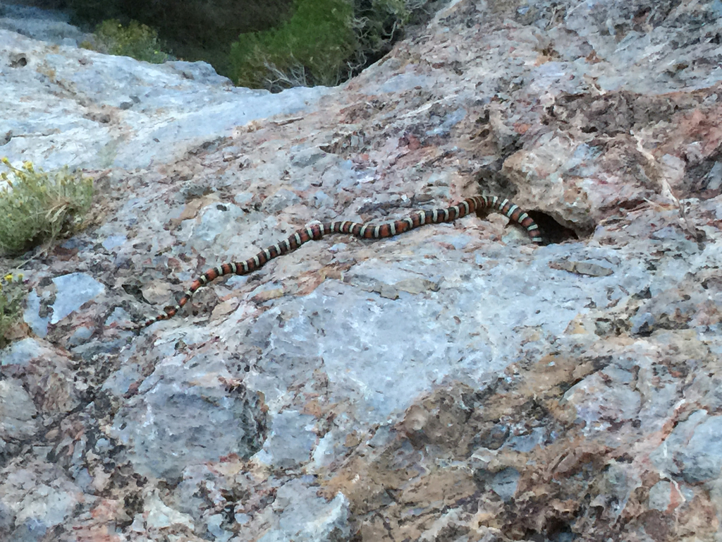 Utah Mountain Kingsnake in June 2015 by jdanielson · iNaturalist