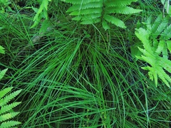 Carex seorsa