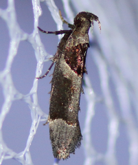 Pseudochelaria scabrella