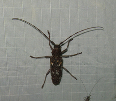 Monochamus marmorator