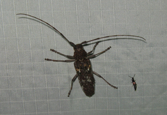 Monochamus marmorator