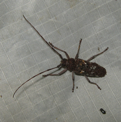 Monochamus marmorator