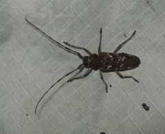 Monochamus marmorator