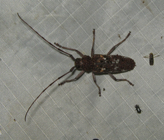 Monochamus marmorator