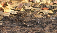 Caprimulgus longipennis