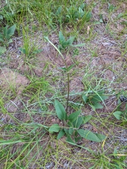 Helianthus occidentalis