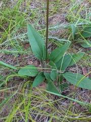 Helianthus occidentalis