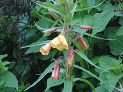 Oenothera elongata