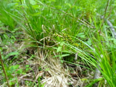 Carex elongata