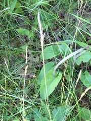 Erythemis simplicicollis