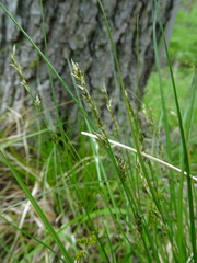 Carex