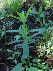 Ludwigia alternifolia