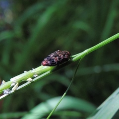 Brachys ovatus