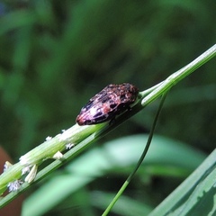 Brachys ovatus