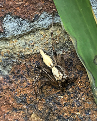 Oxyopes acleistus