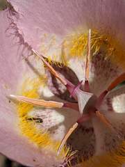 Calochortus persistens