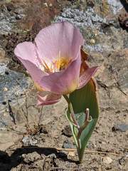 Calochortus persistens