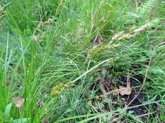Carex elongata