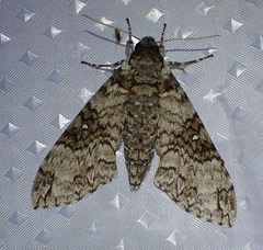 Manduca brontes