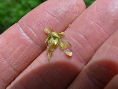 Carex echinodes