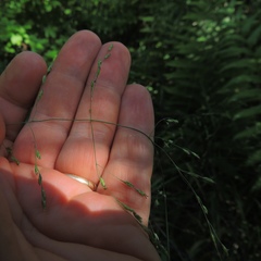 Torreyochloa pallida
